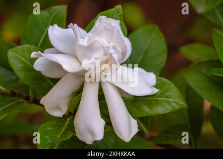 Vista ravvicinata della gardenia jasminoides fragrante fiore bianco che fiorisce all'esterno isolato su sfondo naturale Foto Stock