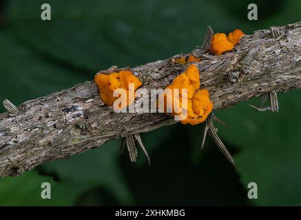 La Tremella mesenterica del cervello giallo cresce su un ramo di cavilli morti a Salthouse Heath, North Norfolk, Regno Unito Foto Stock