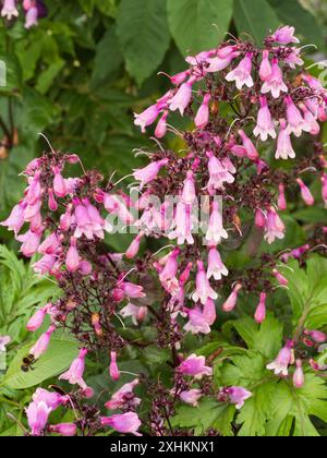 Fiori estivi della lunga fioritura semi-sempreverde rosa fiorito perenne, Penstemon digitalis "Dakota Verde" Foto Stock