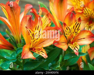 Fiori rossi e gialli del grappolo a bassa crescita che forma il giglio peruviano, Alstroemeria "Inticancha Bryce" Foto Stock