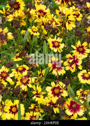Fiori gialli centrati rossi della perenne compatta, a lunga fioritura e resistente, Coreopsis "Gialle e Rosso uptick" Foto Stock