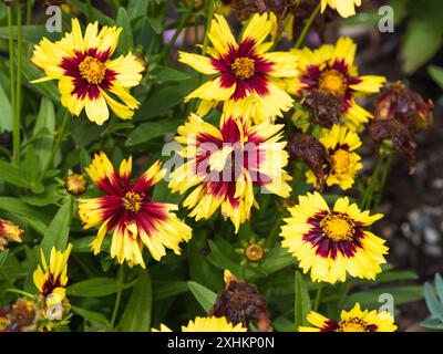 Fiori gialli centrati rossi della perenne compatta, a lunga fioritura e resistente, Coreopsis "Gialle e Rosso uptick" Foto Stock