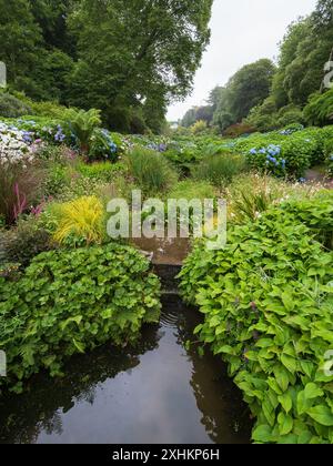 Ammira il torrente nei giardini subtropicali di Trebah, Cornovaglia, Regno Unito, con varietà di Hydrangea macrophylla Foto Stock