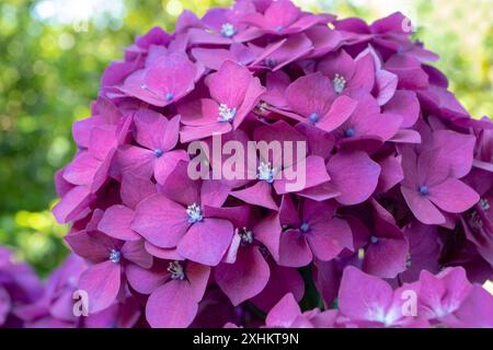 Hydrangea macrophylla fiore viola scuro primo piano. Hortensia fiore viola. Ortensie francesi in fiore. Foto Stock