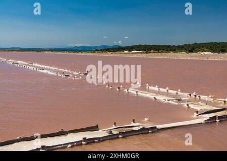 Francia, Aude, Parco naturale regionale Narbonnaise nel Mediterraneo, Gruissan, isola di Saint-Martin, salin de Gruissan Foto Stock