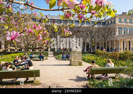 Francia, Parigi, il giardino del Palais Royal in primavera, Magnolia in fiore Foto Stock