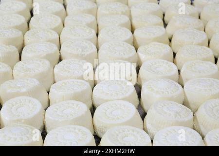 Malta, Haz-Zebbug, azienda agricola tal Karmnu, produzione di gbejna (formaggio di pecora locale) Foto Stock