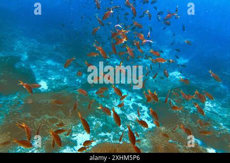 Sultanato dell’Oman, Governatorato di Mascate, riserva naturale delle Isole Daymaniyat, Foto Stock