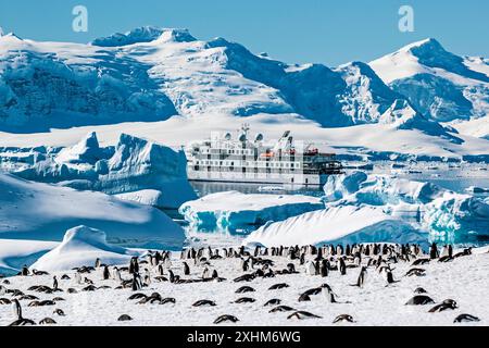 Gentoo Penguin Colony con nave da spedizione Greg Mortimer, Cuverville Island, Antartide, domenica 19 novembre, 2023. foto: David Rowland Foto Stock