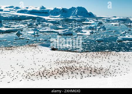 Gentoo Penguin Colony, Cuverville Island, Antartide, domenica 19 novembre, 2023. foto: David Rowland / One-Image.com Foto Stock