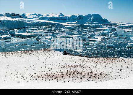 Gentoo Penguin Colony, Cuverville Island, Antartide, domenica 19 novembre, 2023. foto: David Rowland / One-Image.com Foto Stock