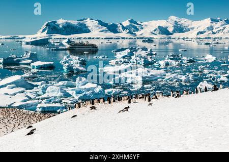 Gentoo Penguin Colony, Cuverville Island, Antartide, domenica 19 novembre, 2023. foto: David Rowland / One-Image.com Foto Stock