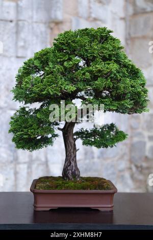 Falsi cipresso bonsai (Chamaecyparis) su un tavolo di legno Foto Stock