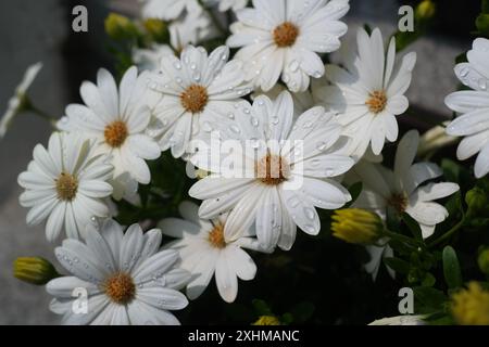 Margherite bianche con goccioline d'acqua sui petali Foto Stock