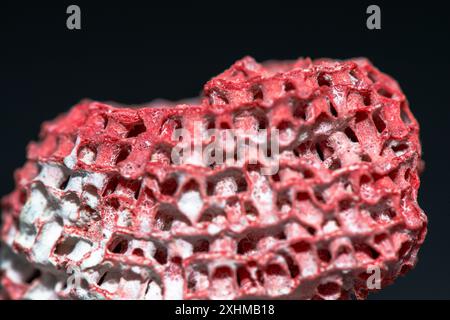 Una foto macro dettagliata che mette in evidenza le complesse texture di una barriera corallina rossa su uno sfondo nero, che ne mostra la vibrante bellezza. Foto Stock