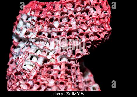 Una foto macro dettagliata che mette in evidenza le complesse texture di una barriera corallina rossa su uno sfondo nero, che ne mostra la vibrante bellezza. Foto Stock