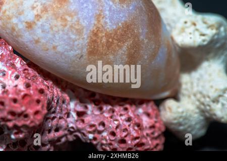 Una foto macro dettagliata che cattura una specie di Conus insieme alle barriere coralline rosse e bianche, su sfondo nero, evidenziandone la vivacità Foto Stock