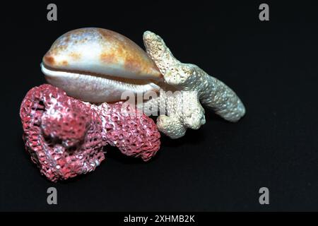 Una foto macro dettagliata che cattura una specie di Conus insieme alle barriere coralline rosse e bianche, su sfondo nero, evidenziandone la vivacità Foto Stock