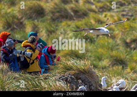 Albatross, West Point Island, Isole Falkland, domenica 3 dicembre, 2023. foto: David Rowland / One-Image.com Foto Stock