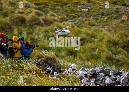 Albatross, West Point Island, Isole Falkland, domenica 3 dicembre, 2023. foto: David Rowland / One-Image.com Foto Stock