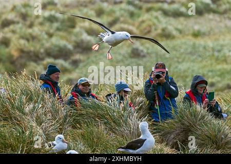 Albatross, West Point Island, Isole Falkland, domenica 3 dicembre, 2023. foto: David Rowland / One-Image.com Foto Stock