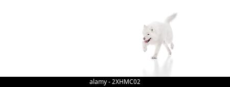 Banner. Il cane peloso Samoyed corre con la bocca aperta e un look giocoso su sfondo bianco dello studio con spazio negativo. Foto Stock