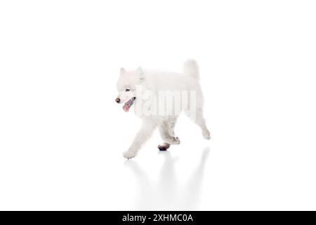 Foto di un cane samoiato peloso e purosangue che corre a bocca aperta e con un look appagante su sfondo bianco. Foto Stock