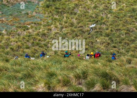 Albatross, West Point Island, Isole Falkland, domenica 3 dicembre, 2023. foto: David Rowland / One-Image.com Foto Stock