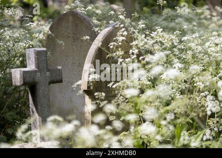 Una croce di pietra e due pietre tombali circondate da prezzemolo di mucca. Highgate Cemetery, Londra, Regno Unito Foto Stock