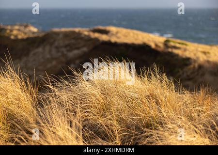 Erba dorata su una collina costiera con l'oceano sullo sfondo Foto Stock