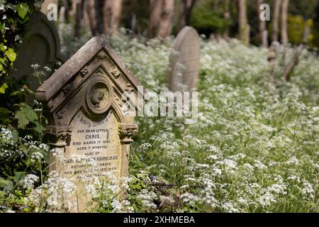 Un'antica lapide in pietra, ornata e scolpita, tra una profusione di mucca prezzemolo e altre tombe sullo sfondo. Highgate Cemetery, Londra, Regno Unito Foto Stock