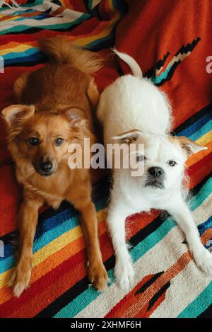 Cani di soccorso bianchi e marroni sdraiati su una coperta colorata all'interno. Foto Stock