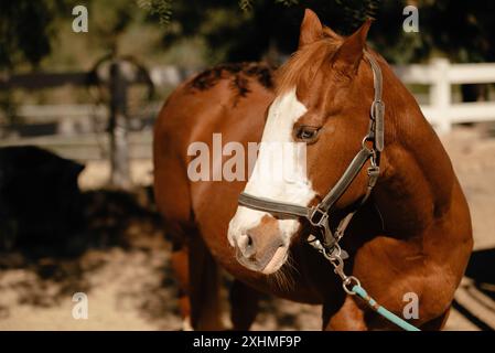 Primo piano di un cavallo marrone e bianco con un halter Foto Stock