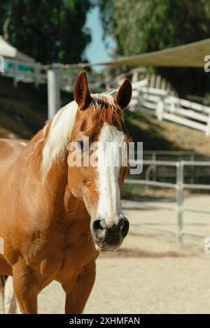 Cavallo bianco e marrone in un paddock. Foto Stock