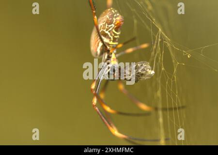 Ragno dorato che mangia una mosca catturata nella sua ragnatela Foto Stock