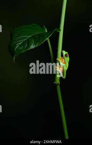 Una rana dagli occhi rossi poggia sul lato di una vite a Panama Foto Stock