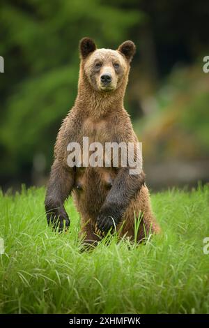 Un grande orso marrone in piedi per ottenere un aspetto migliore Foto Stock