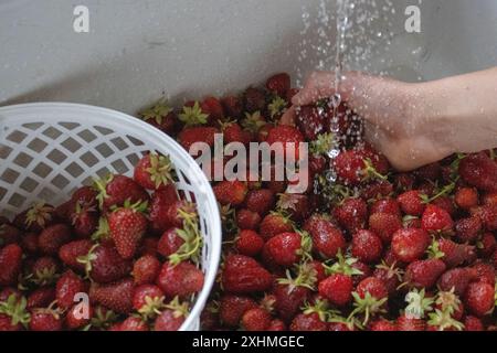 Lavare a mano le fragole appena raccolte in un cestello bianco Foto Stock