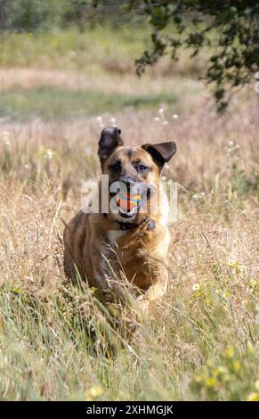 Cane che corre attraverso l'erba alta con una palla arancione in bocca Foto Stock