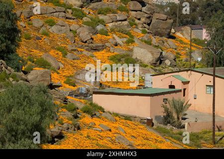 Nababeep, Sudafrica - 6 settembre 2007: Una casa a Nabeep contro una collina coperta di fiori selvatici arancioni Foto Stock