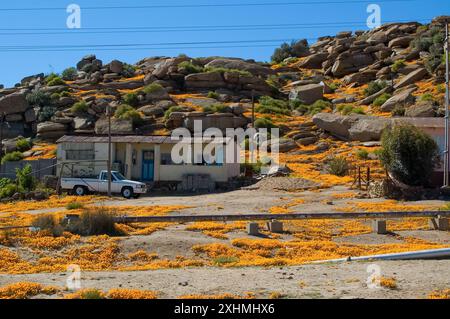 Nababeep, Sudafrica - 6 settembre 2007: Una casa a Nabeep contro una collina coperta di fiori selvatici arancioni. Un pick-up è visibile Foto Stock