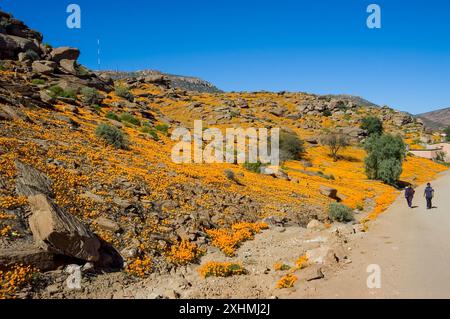 Nababeep, Sud Africa - 6 settembre 2007: Una montagna ricoperta di fiori selvatici di arancio a Nabeep. Due donne sono visibili su una strada di ghiaia . Abroadcast Foto Stock