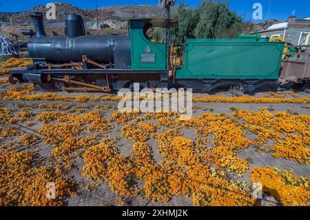 Nababeep, Sudafrica - 6 settembre 2007: Una storica locomotiva a vapore tra fiori selvatici arancioni, presso il museo di Nababeep, nel Capo Nord Foto Stock