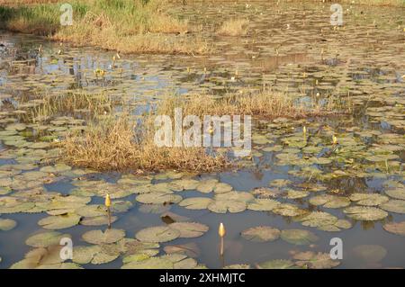 Fish Farm Pond, Stato di Kaduna, Nigeria - stagno in cui i pesci gatto sono allevati in un allevamento ittico. Ninfee sullo stagno (in gemma). Foto Stock