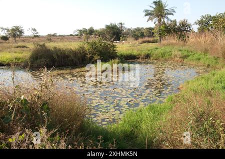 Fish Farm Pond, Stato di Kaduna, Nigeria - stagno in cui i pesci gatto sono allevati in un allevamento ittico. Ninfee sullo stagno (in gemma). Bestiame in lontananza. Foto Stock