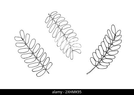 Set di derivazioni AMLA. Foglie di mirtillo indiano disegnate a mano. Illustrazione del vettore botanico isolata su bianco. Illustrazione Vettoriale