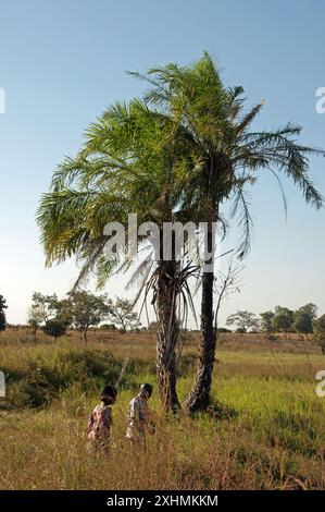 Campo con palme e allevamento ittico, stato di Kaduna, Nigeria Foto Stock