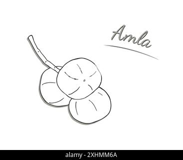 Frutta AMLA sul ramo. Illustrazione disegnata a mano isolata su sfondo bianco. Illustrazione vettoriale Phyllanthus emblica. Uva spina indiana Illustrazione Vettoriale