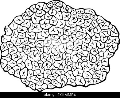 Linea di funghi tartufi art Illustrazione Vettoriale