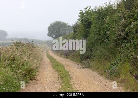 Norfolk Countryside Flitcham Common Mallow (Malva sylvestris) in hedgerow via terra luglio 2024 Foto Stock